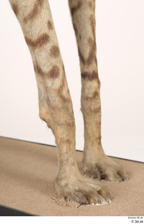 Striped Hyena Hyaena hyaena leg 0016.jpg